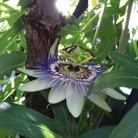 Bella Vista Park View Διαμέρισμα Πόρετς