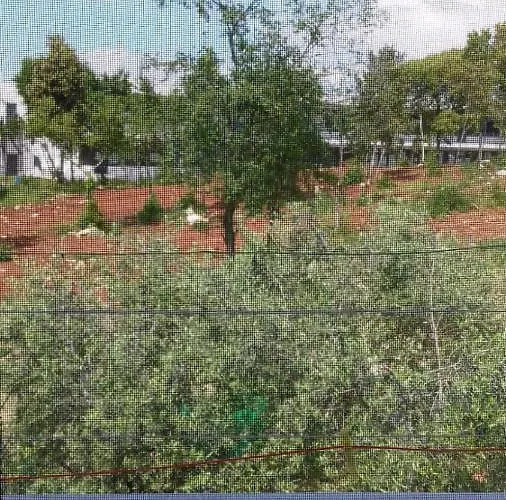 Bella Vista Park View *