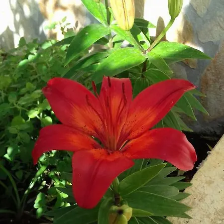 Bella Vista Park View Apartmán