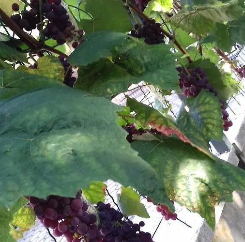 Bella Vista Park View Poreč