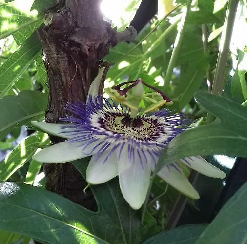 Bella Vista Park View Apartment Poreč